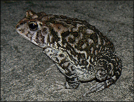 Southern Toad Bufo terrestris