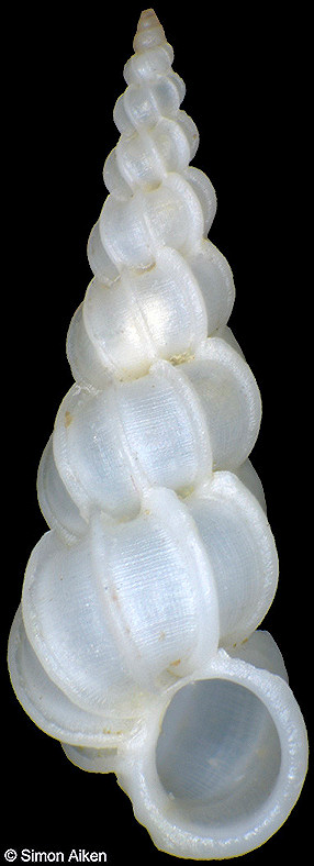 Epitonium fucatum (Pease, 1861)
