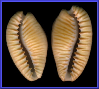 Cypraeovula fuscodentata (Gray, 1825)