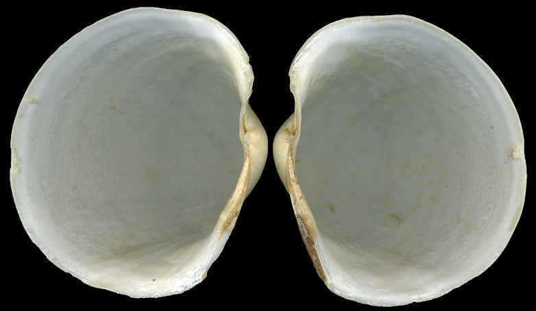 Pegophysema schrammi (Crosse, 1876) Chalky Buttercup Lucine