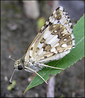 Common/White Checkered Skipper [Pyrgus communis/Pyrgus albescens]