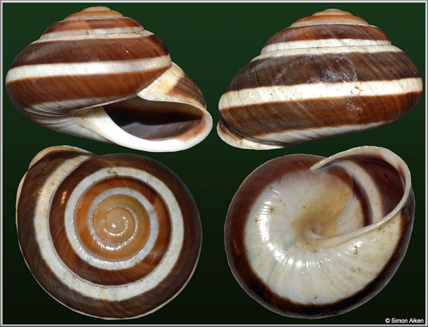 Coryda alauda (Frussac, 1821)