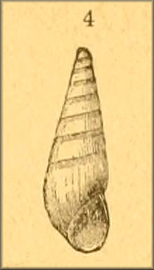 Microeulima hemphillii (Dall, 1884) Brown Eulima