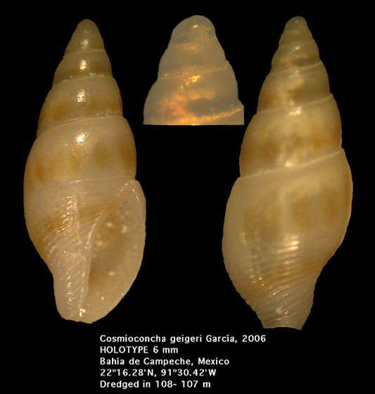 Cosmioconcha geigeri Garca, 2006 (holotype)