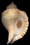 Linatella caudata (Gmelin, 1791)