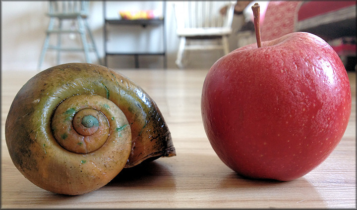 Apple Snail and Apple