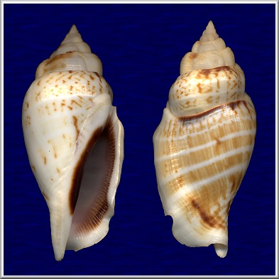 Gibberulus gibberulus gibbosus (Rding, 1798)