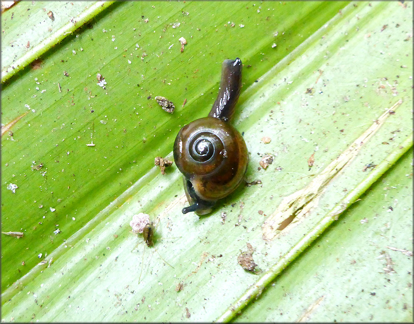 Ovachlamys fulgens (Gude, 1900) "Jumping Snail" In Situ