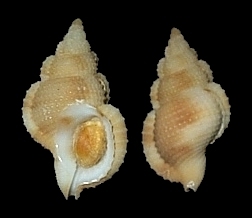 Type species: Halgyrineum louisae (Lewis, 1974)