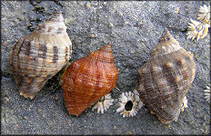 Stramonita haemastoma (Linnaeus, 1767) Florida Rocksnail