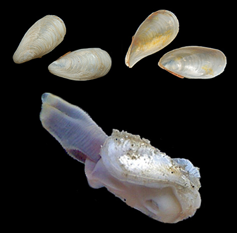 Lamychaena hians (Gmelin, 1791) Atlantic Gastrochaenid
