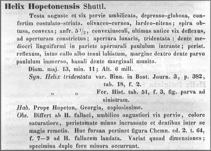 Shuttleworth's Original description of Helix hopetonensis