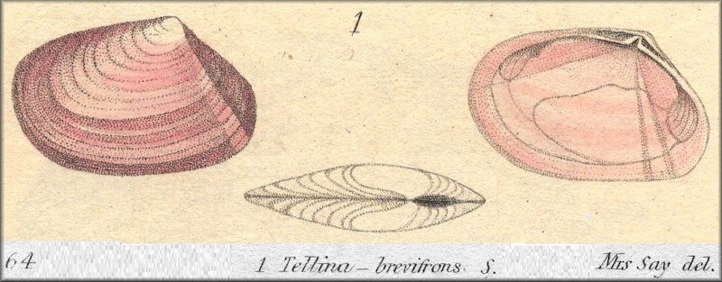 Psammotreta brevifrons iconotype
