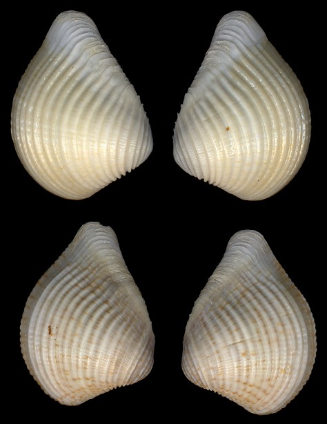 Anomalocardia flexuosa (Linnaeus, 1767)