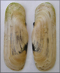 Tagelus plebeius (John Lightfoot, 1786) Stout Tagelus