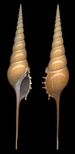 Tibia fusus (Linnaeus, 1758)