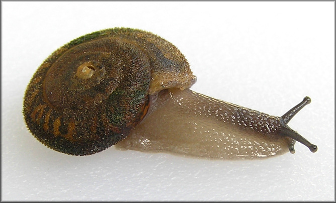 Xolotrema denotatum (Frussac, 1823) Velvet Wedge Juvenile
