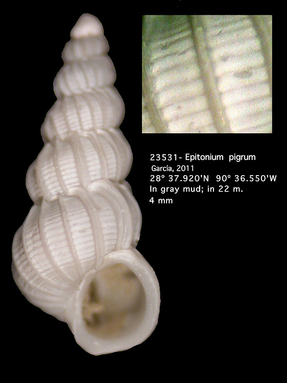 Epitonium pigrum Garca, 2011 