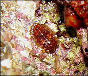 Cyanoplax caverna (Eernisse, 1986) 