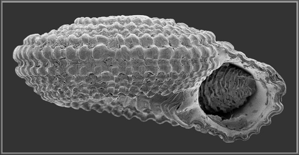 Pseudotorinia architae crystallina (Nowell-Usticke, 1969)