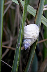 Littoraria irrorata (Say, 1822) Marsh Periwinkle