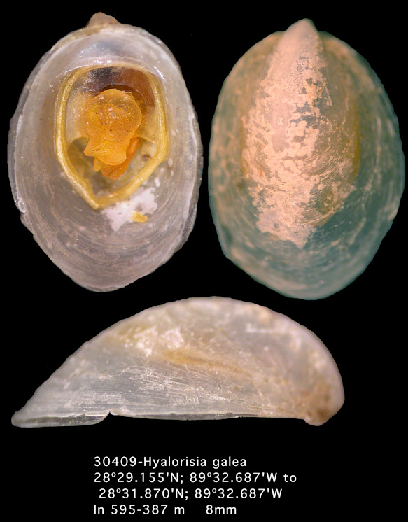 Hyalorisia galea (Dall, 1889)