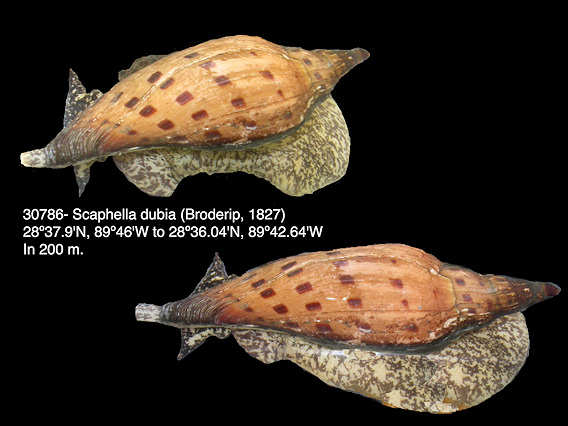 Scaphella dubia (Broderip, 1827)