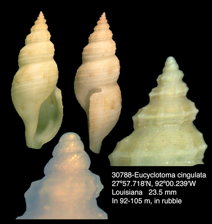 Eucyclotoma cingulata (Dall, 1890)