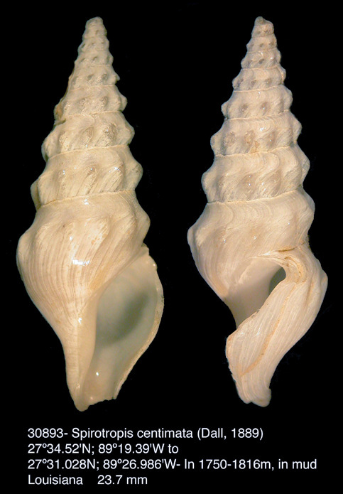 Spirotropis centimata (Dall, 1889)