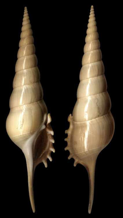 Tibia fusus melanocheilus A. Adams, 1854
