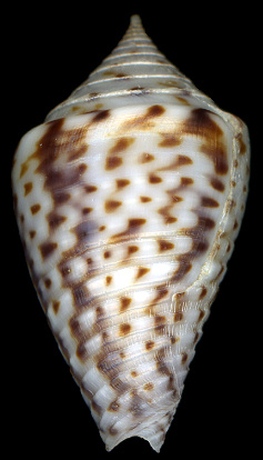 Conus puncticulatus Hwass in Bruguire, 1792