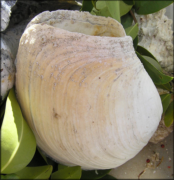 Panopea bitruncata (Conrad, 1872) Atlantic Geoduck