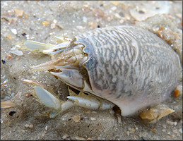 Emerita talpoidea Mole Crab
