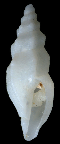 Ithycythara lavalleana (d'Orbigny, 1848)