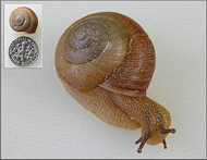 Bradybaena similaris (Frussac, 1821) Asian Tramp Snail Unusually Large Specimen