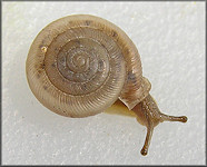 Daedalochila sp. aff. subclausa (Pilsbry, 1899) variant B, cf. Suwannee Liptooth
