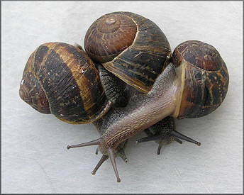 Cornu aspersum (Müller, 1774) Brown Garden Snail
