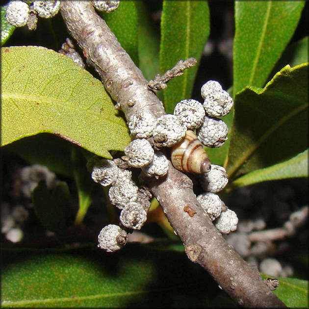 Drymaeus multilineatus (Say, 1825) Lined Tree Snail Juvenile Aestivating