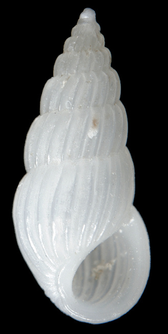 Schwartziella bryerea (Montagu, 1803)
