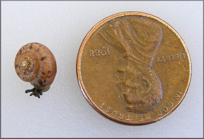 Daedalochila bicornuta (Pilsbry, 1900) Two-horn Liptooth Juvenile
