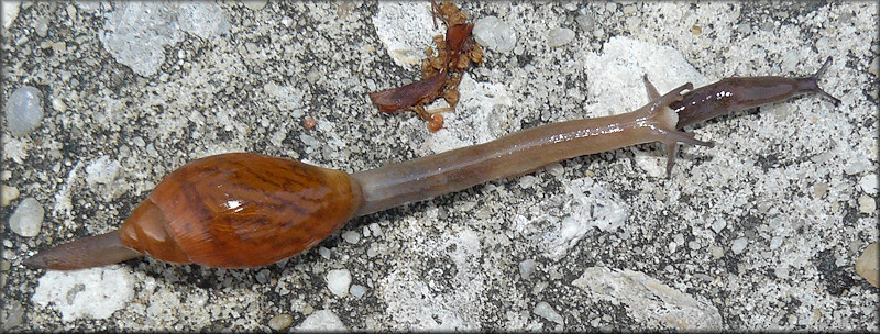 Euglandina rosea (Frussac, 1821) Feeding On Deroceras laeve (Mller, 1774) [Meadow Slug]