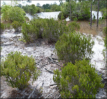 Florida Rosemary - Ceratiola ericoides Michaux, 1803