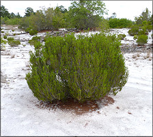 Florida Rosemary - Ceratiola ericoides Michaux, 1803