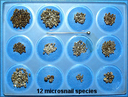Hundreds Of Specimens Of 12 Species Of Microsnails That Were Culled During The Processing