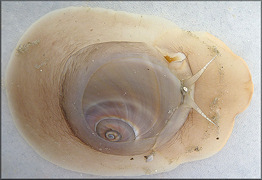 Neverita duplicata (Say, 1822) Shark Eye