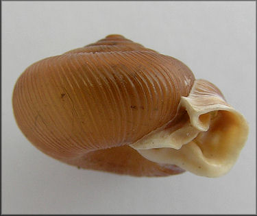 Daedalochila auriculata (Say, 1818) - Ocala Liptooth