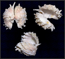 Arcinella cornuta Conrad 1866 Florida Spiny Jewel Box