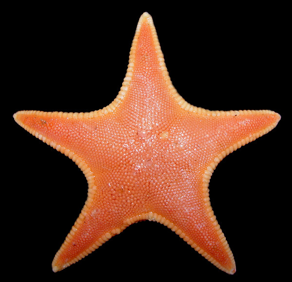Gephyreaster swifti (Fisher, 1905) Swift's Star