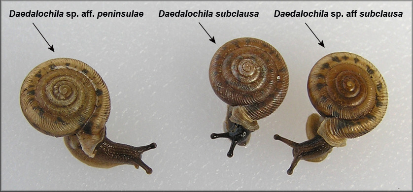Daedalochila sp. aff. peninsulae comparison