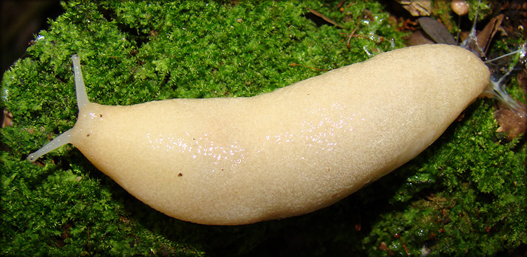 Unidentified Philomycid Slug